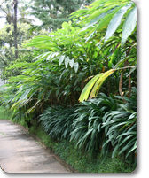 Cardamom spice plantation on Kerala tour
