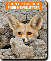 Desert Fox picture taken in India