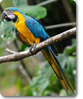 Blue and yellow macaw on a tour of Amazon Rainforest