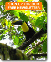 Choco Toucan is seen on birding tour of cloud forest, Ecuador