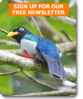 Choco Trogon on a bird watching tour of Ecuador