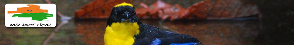 Blue winged Mountain Tanager on a bird watching tour of Ecuador