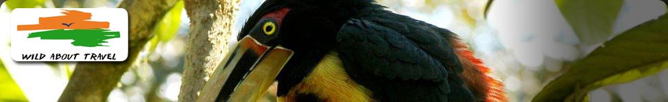pale-mandibled aracari