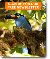 Plate-billed mountain toucan on bird watching holiday to Ecuador