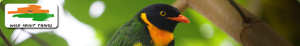 Orange breasted Fruiteater on a bird watching tour of Ecuador