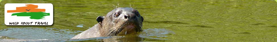 Giant Otter is seen on the Napo River in the Amazon Rainforest
