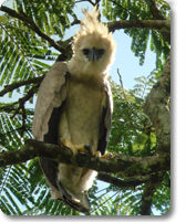 Harpy eagle on a bird watching tour of Ecuador