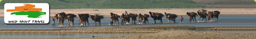 Chambal River, an excellent place for bird watching in India