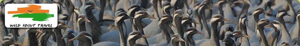 Demoiselle Cranes at Keechan, Rajasthan on a bird watching tour to India