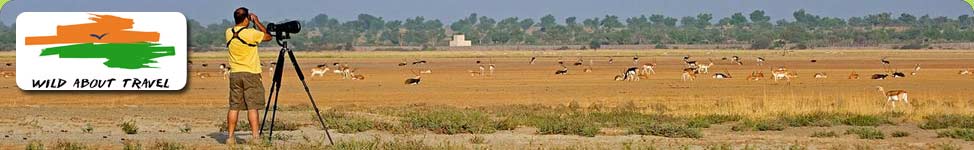 Blackbuck at Tal Chappar, Rajasthan on a birdwatching and mammal watching tour