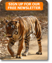 Tiger safari on a wildlife tour of India with Wild About Travel