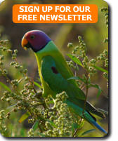 Plum headed Parakeet on a bird watching tour of India