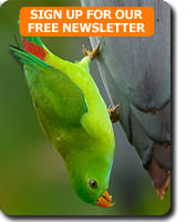 Vernal Hanging Parrot on bird watching tour to South India