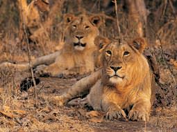Asiatic lions at Gir on mammal tour