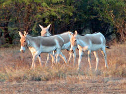Asiatic Wild Ass on wildlife holiday, Gujarat