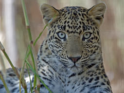 Leopard often seen at Gir