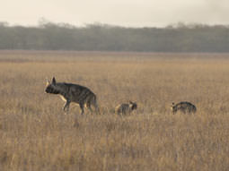Striped Hyena on mammal watching tour