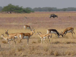 Blackbuck on wildlife holiday India