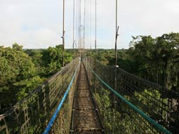 Holiday to the Amazon rainforest