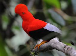 Andean Cock-of-the-Rock on bird watching tour of Ecuador