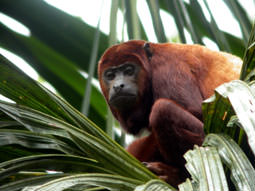 Red Howler Monkeys in the Amazon on wildlife holiday to sacha lodge
