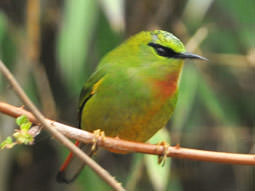 Fire-tailed Myzornis on birding tour of North East India