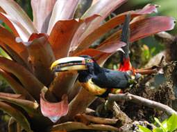 Pale-mandibled Aracari on bird watching holiday to Ecuador