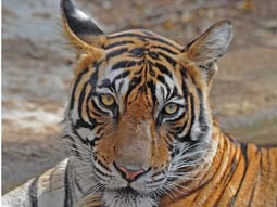 Tiger at Ranthambhore India on wildlife tour