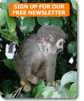 Squirrel monkey on a tour of Amazon Rainforest