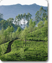 Tea plantation Munnar Kerala