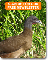 The endemic Rufous vented chachalaca seen on bird watching tour to Tobago