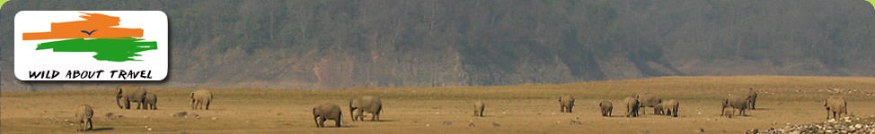 Asian Elephant at Corbett National Park