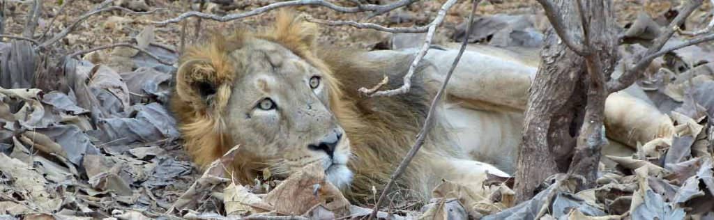 Asiatic Lion Gir National Park © K Claydon
