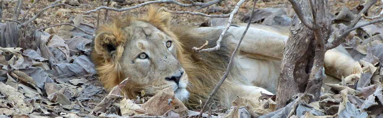 Asiatic Lion, Gir National Park © K Claydon