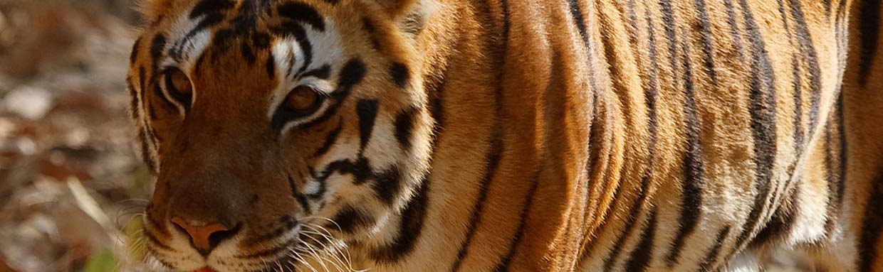 Bengal Tiger © M Eldridge