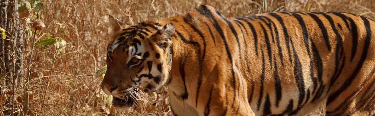 Bengal Tiger © M Eldridge