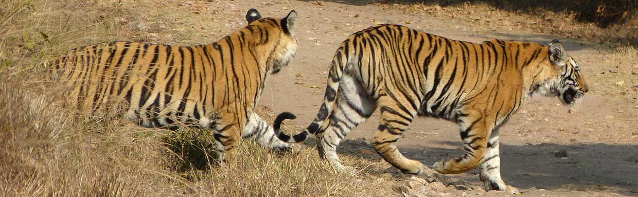 Bengal Tigers, Bandhavgarh © J S Bridges