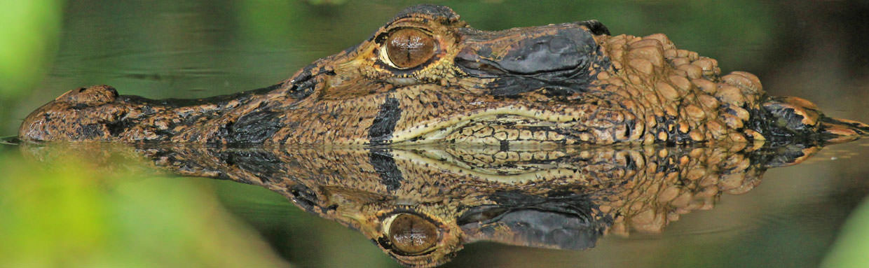 Black Caiman © K Barnes