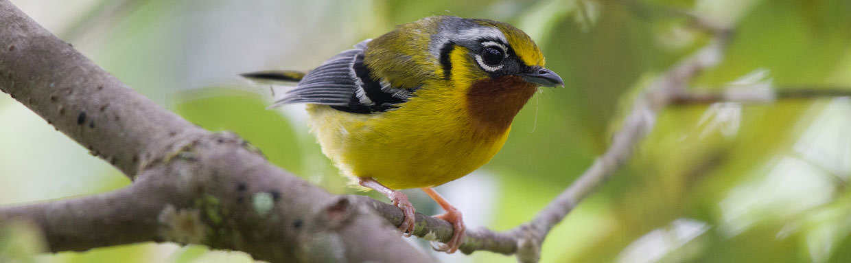 Black-eared Shrike-Babbler © Wild About Travel