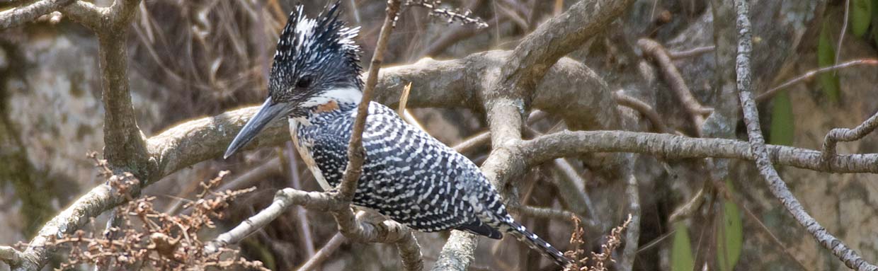 Crested Kingfisher © J Bridges