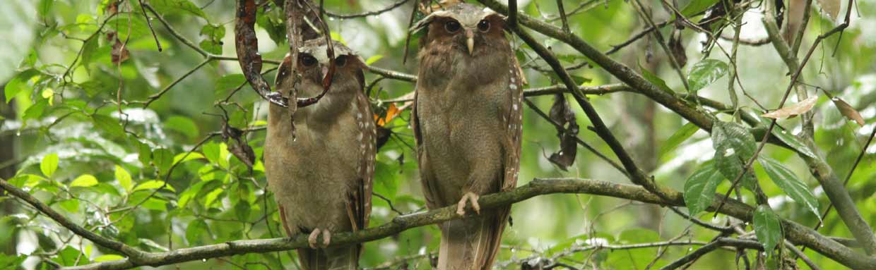 Crested Owls © M O'Dell