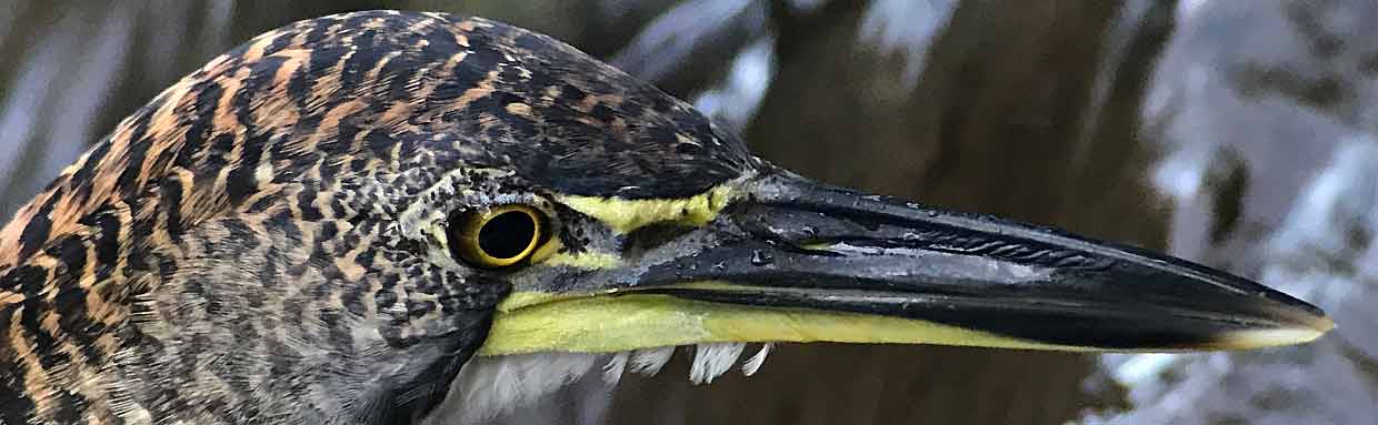 Fasciated-tiger-heron-8-H-J-Badley