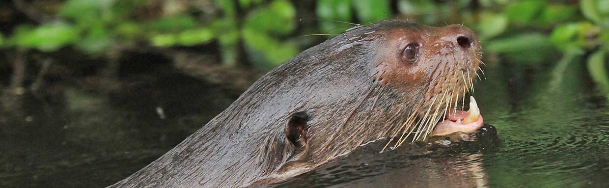 Giant River Otter © K Barnes