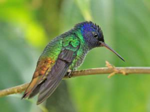 Golden-tailed Hummingbird © K Barnes