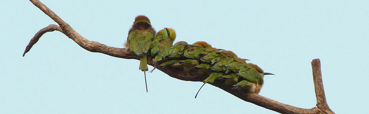 Green Bee-eaters © K Claydon