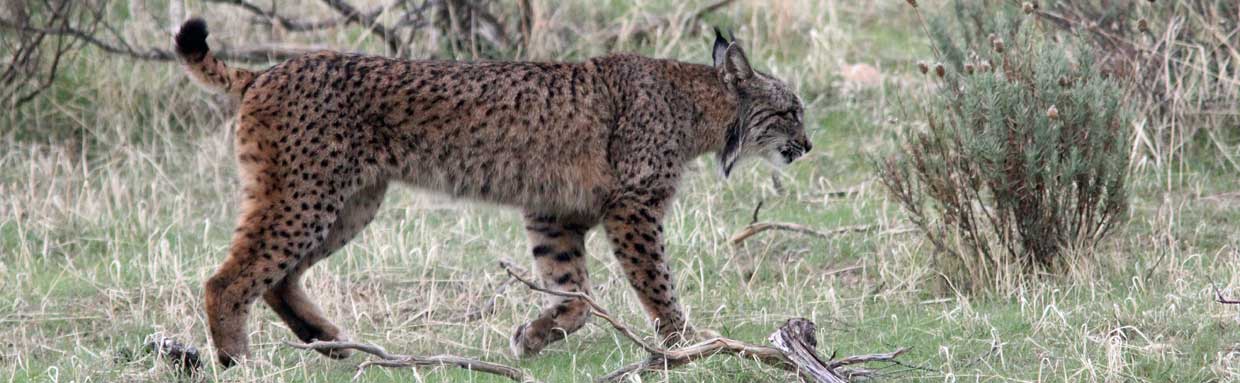 Iberian Lynx, La Lancha © H Moore