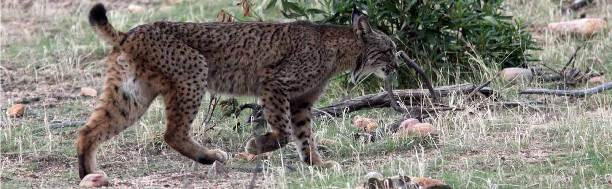 Iberian Lynx, La Lancha © H Moore