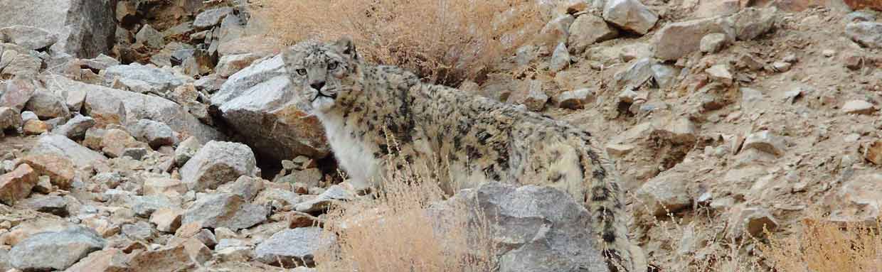 Snow Leopard in Ladakh © N Robinson