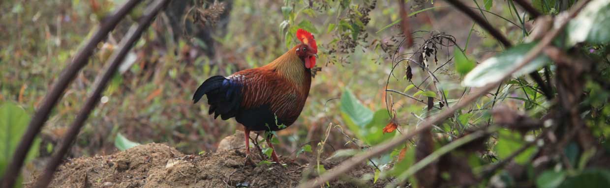 Sri Lanka Junglefowl © M O'Dell