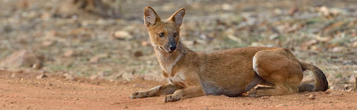 Indian Wild Dog © I Newton